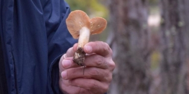 Kanlıca mantarı, zehirli olan benzerinden sarı sütle ayırt ediliyor