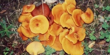 Mantar zehirlenmesi organ yetmezliğine yol açabiliyor