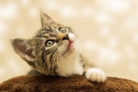 kedi