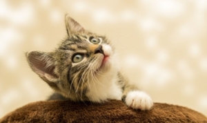 Kediniz mutlu olduğunu nasıl anlatır? İşte kedi dilini anlamanın sırları...