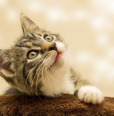Kediniz mutlu olduğunu nasıl anlatır? İşte kedi dilini anlamanın sırları... 7 kedi