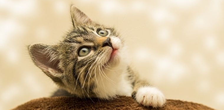 Kediniz mutlu olduğunu nasıl anlatır? İşte kedi dilini anlamanın sırları…