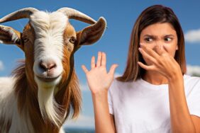 Bilimsel araştırma: Ergenler "keçi gibi" kokuyor! 9 ergen-keci