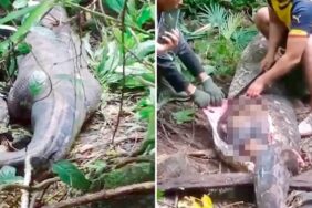 Endonezyalı kayıp kadın, 5 metre uzunluğundaki pitonun midesinde bulundu 1 Endonezyalı-kayıp-kadın,-5-metre-uzunluğundaki-pitonun-midesinde-bulundu