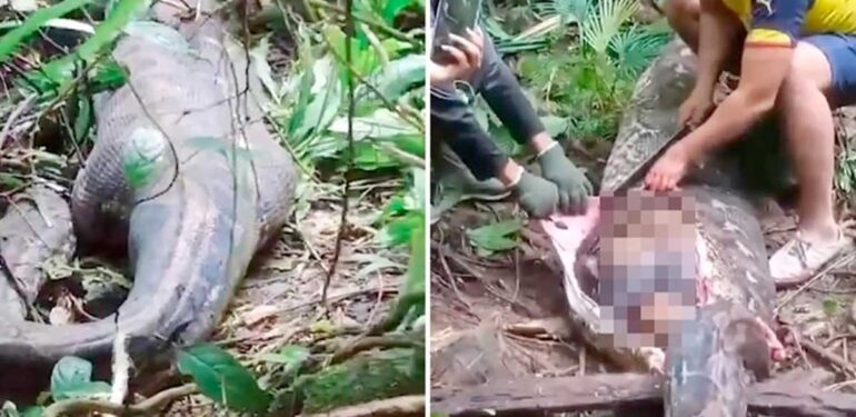 Endonezyalı kayıp kadın, 5 metre uzunluğundaki pitonun midesinde bulundu