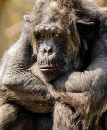 Bilim insanları yeni kanıtlar sundu... Şempanzeler insan gibi konuşabiliyor! 9 Şempanze