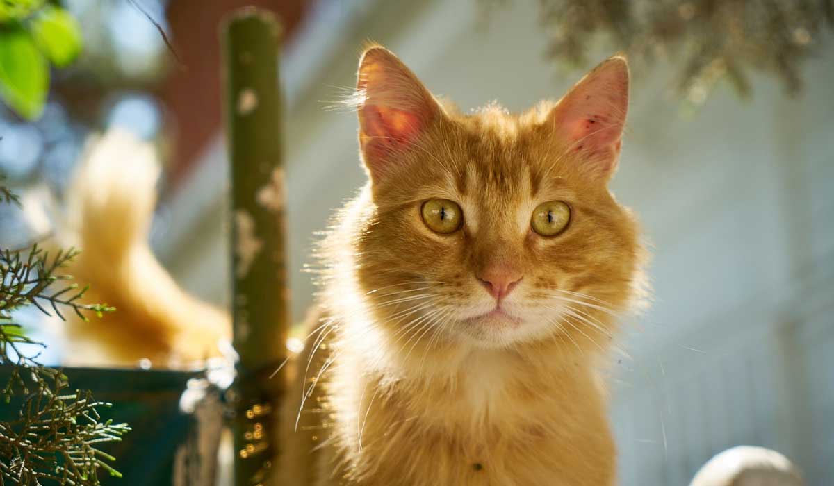 Turuncu kedilerin gizemi 112 yıl sonra çözüldü: Genetik bir mucize olduğu ortaya çıktı 4 Turuncu kedilerin gizemi 112 yıl sonra çözüldü: Genetik bir mucize olduğu ortaya çıktı