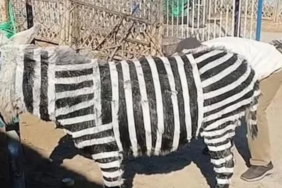 'Damalı eşek' gerçek oldu... Zebra bulamayınca eşeği siyah-beyaza boyadılar! 8 Zebra-bulamayınca-eşeği-siyah-beyaza-boyadılar