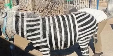 Zebra-bulamayınca-eşeği-siyah-beyaza-boyadılar