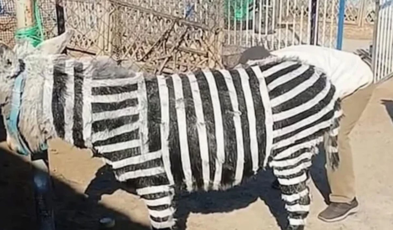 ‘Damalı eşek’ gerçek oldu… Zebra bulamayınca eşeği siyah-beyaza boyadılar!