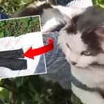 Bilim Dünyasında Şaşkınlık Yaratan En Eski Kehribar Keşfi 2 thumbnail