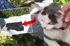 Cezaevine uyuşturucu taşıyan 'kurye kedi' ele geçirildi 5 Cezaevine-uyusturucu-tasiyan-8216kurye-kedi8217-ele-gecirildi-featured