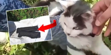 Cezaevine-uyusturucu-tasiyan-8216kurye-kedi8217-ele-gecirildi-featured