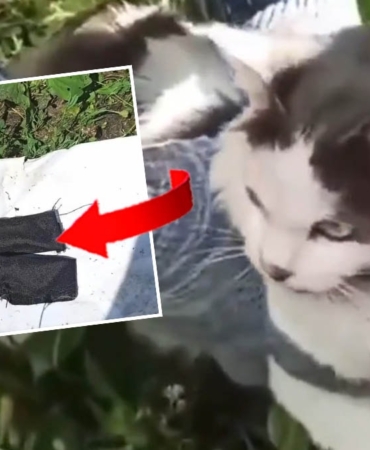 Cezaevine uyuşturucu taşıyan 'kurye kedi' ele geçirildi 10 Cezaevine-uyusturucu-tasiyan-8216kurye-kedi8217-ele-gecirildi-featured