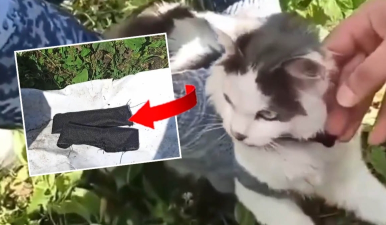 Cezaevine-uyusturucu-tasiyan-8216kurye-kedi8217-ele-gecirildi-featured