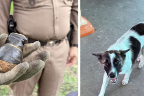 Köpek el bombası getirdi, facia son anda önlendi 3 kopek-ek-bombasi