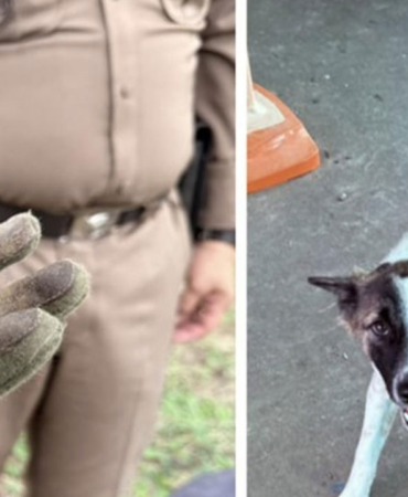Köpek el bombası getirdi, facia son anda önlendi 11 kopek-ek-bombasi