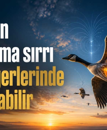 Kuşların yön bulma sırrı karaciğerdeki demire bağlanabilir 9 kuslar-yon-bulma