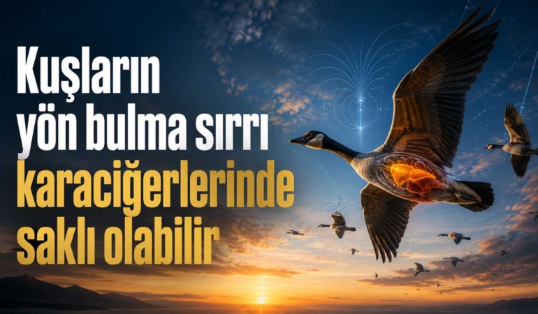 Kuşların yön bulma sırrı karaciğerdeki demire bağlanabilir